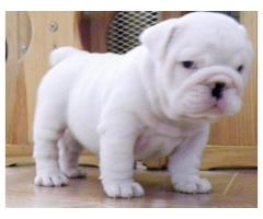 Bulldog Englez - Culoare albă fermecătoare